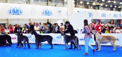 World Dog Show Moszkva - 2016 fényképpel
