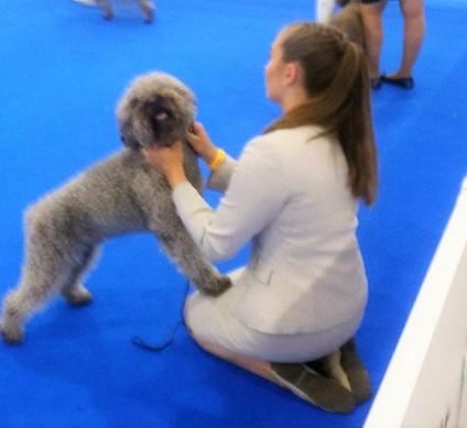 World Dog Show Moszkva - 2016 fényképpel