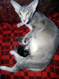 Keleti macskák párzási, tenyésztés, hő, szülés, terhesség, macskák tenyésztés macskák - kik ők
