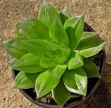 Haworthia - típusok, gondozás, tenyésztés, Greenhome