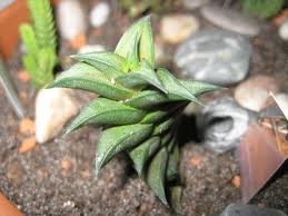 Haworthia - típusok, gondozás, tenyésztés, Greenhome