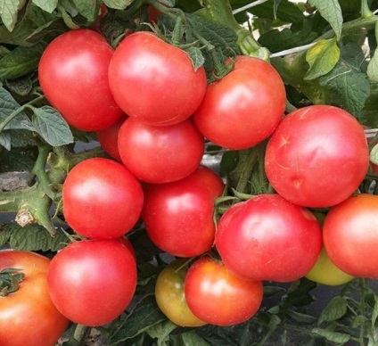Egy jó választás a gazdálkodók és az amatőrök (mezőgazdasági termelők) Egy jó választás a gazdálkodók és a szerelmesek