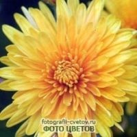 Krizantém fotó (fotók) krizantém fotó