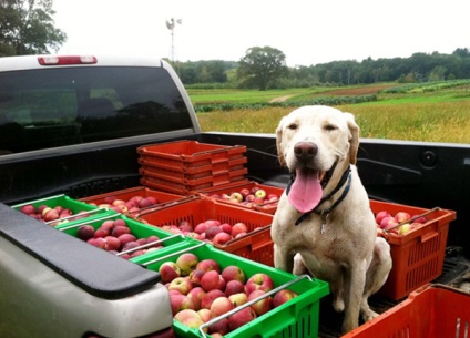 kutyák alma tud adni, haszon és kár, mind a kutyák