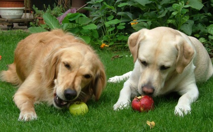 kutyák alma tud adni, haszon és kár, mind a kutyák