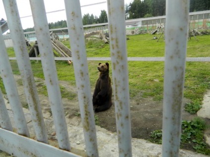 Jaroszlavl állatkert - felülvizsgálata, megjelenítések és képek (Olympia Park) Jaroszlavl állatkert - felülvizsgálata, megjelenítések és fotók