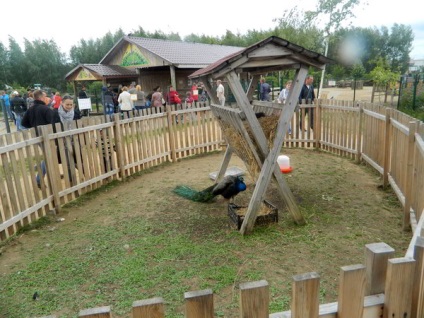 Jaroszlavl állatkert - felülvizsgálata, megjelenítések és fotók (Zoo) Jaroszlavl állatkert - felülvizsgálata, megjelenítések és fotók