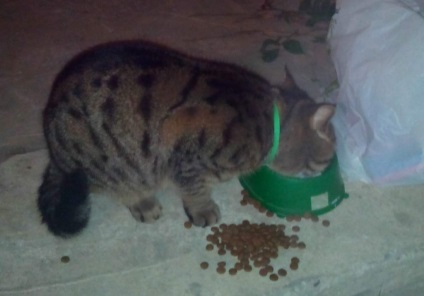 Miért macskák ásni egy tál étel (cat) Miért macskák ásni egy tál étel