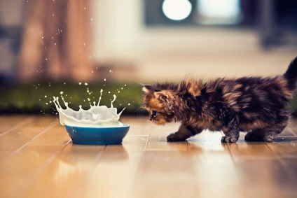 Miért macskák ásni egy tál étel (cat) Miért macskák ásni egy tál étel