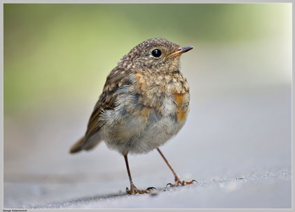 Robin (vörösbegy) fotó, leírás, Sales Ad