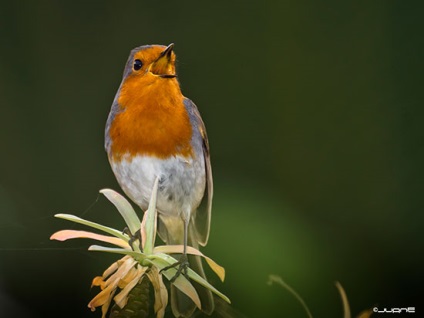 Robin (vörösbegy) fotó, leírás, Sales Ad