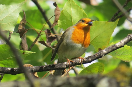 Robin (vörösbegy) fotó, leírás, Sales Ad