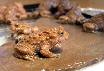 Zöld varangy, zöld varangy (Bufo viridis) fotó, leírás terjedési szaporodásbiológiai