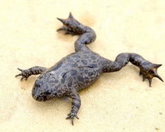 Zöld varangy, zöld varangy (Bufo viridis) fotó, leírás terjedési szaporodásbiológiai