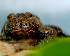 Zöld varangy, zöld varangy (Bufo viridis) fotó, leírás terjedési szaporodásbiológiai