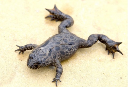 Zöld varangy, zöld varangy (Bufo viridis) fotó, leírás terjedési szaporodásbiológiai