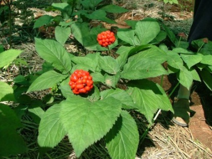 Ginseng haj maszkok otthon (ginseng) Ginseng haj maszkok otthon
