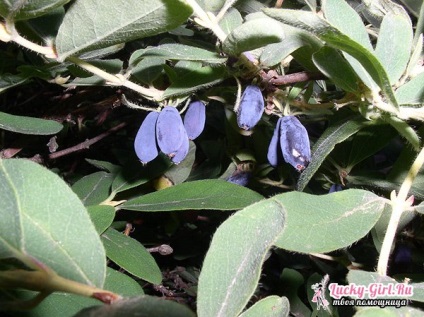 Honeysuckle hasznos tulajdonságok és ellenjavallatok (ellenjavallat) Honeysuckle hasznos tulajdonságokat és ellenjavallatok
