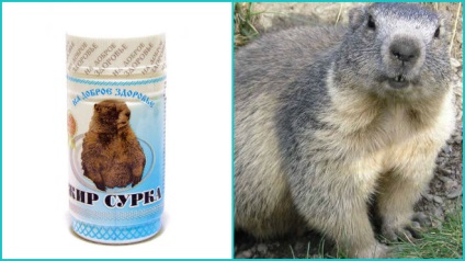 Fat mormota kezelésében megfázás (kezelés) Marmot használt zsír kezelésére megfázás
