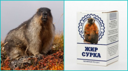 Fat mormota kezelésében megfázás (kezelés) Marmot használt zsír kezelésére megfázás