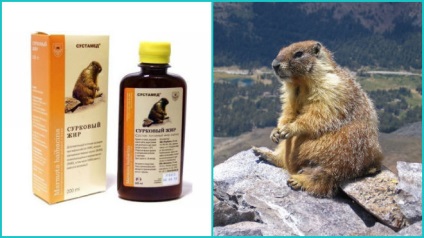 Fat mormota kezelésében megfázás (kezelés) Marmot használt zsír kezelésére megfázás