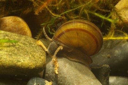 Viviparus folyó - akvárium csiga fotó leírás tartalmát, akváriumi halak