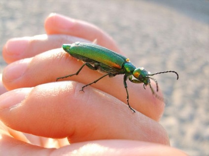 Beetle-Meloidae jellemzői és megjelenése (bogár Meloidae) Beetle-Meloidae jellemzői és megjelenése