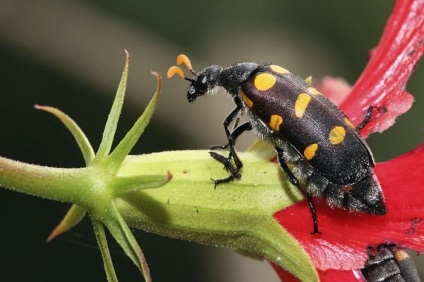 Beetle-Meloidae jellemzői és megjelenése