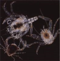 Zooplankton és fitoplankton