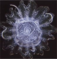 Zooplankton és fitoplankton