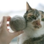 Zoopsychology vagy macska viselkedése problémák és megoldásuk
