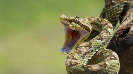 15 érdekes tény a kígyók