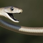 15 érdekes tény a kígyók