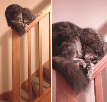 53 legnevetségesebb alvó macska