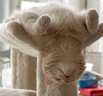 53 legnevetségesebb alvó macska