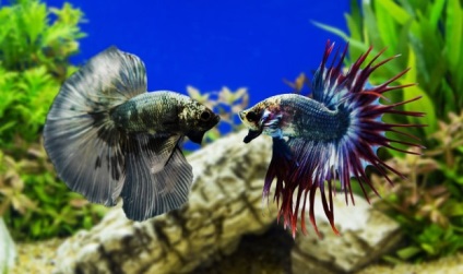 Akváriumi halak fotó kakas, a tartalmat és funkciókat az ellátás