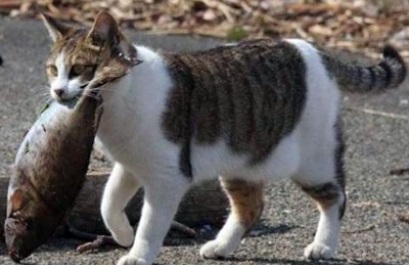 Allergia csirke egy macska (cat takarmány nyers) Allergia csirke macskák