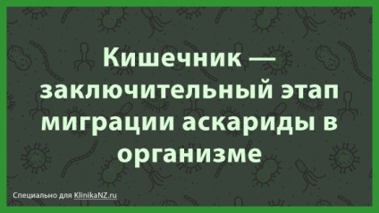 Orsóférgesség gyermekek fertőzés módszerek, tünetei és kezelése Ascaris a gyermek (ek) Orsóférgesség gyermekek fertőzés módszerek, tünetei és kezelése Ascaris a gyermek