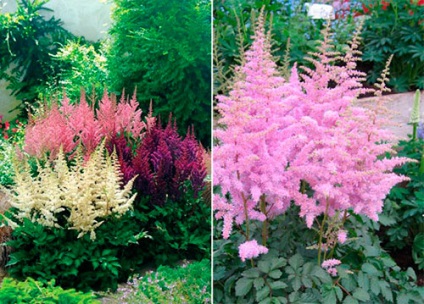 Astilbe (fotó) tippek a helyes ültetési és gondozási egy szakértő