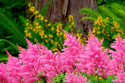 Astilbe (fotó) tippek a helyes ültetési és gondozási egy szakértő