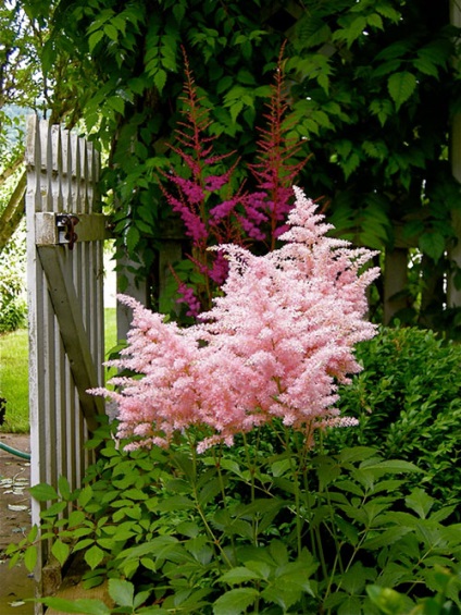 Astilbe (fotó) tippek a helyes ültetési és gondozási egy szakértő