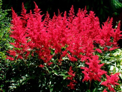 Astilbe (fotó) tippek a helyes ültetési és gondozási egy szakértő