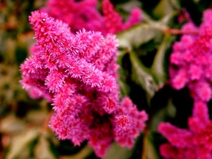 Astilbe (fotó) tippek a helyes ültetési és gondozási egy szakértő