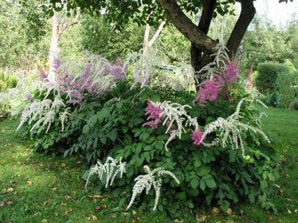 Astilbe (fotó) tippek a helyes ültetési és gondozási egy szakértő