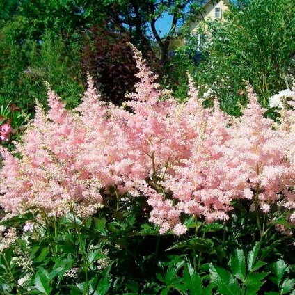 Astilbe (fotó) tippek a helyes ültetési és gondozási egy szakértő