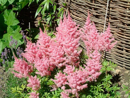 Astilbe (fotó) tippek a helyes ültetési és gondozási egy szakértő