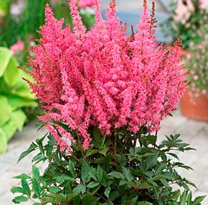 Astilbe (fotó) tippek a helyes ültetési és gondozási egy szakértő