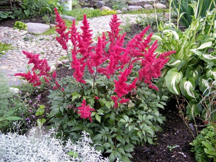 Astilbe (fotó) tippek a helyes ültetési és gondozási egy szakértő