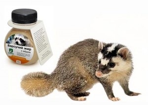 Badger zsír adott kezelés köhögés (borz zsír, ha köhög használatra gyermekek rhinitis) Badger zsír bizonyos kezelés köhögés