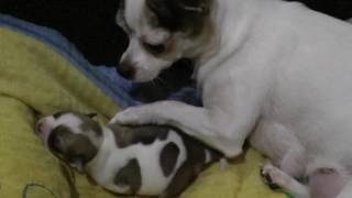 Terhesség és szülés Chihuahua